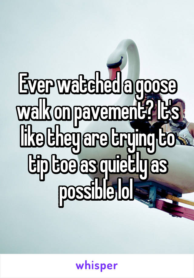 Ever watched a goose walk on pavement? It's like they are trying to tip toe as quietly as possible lol 