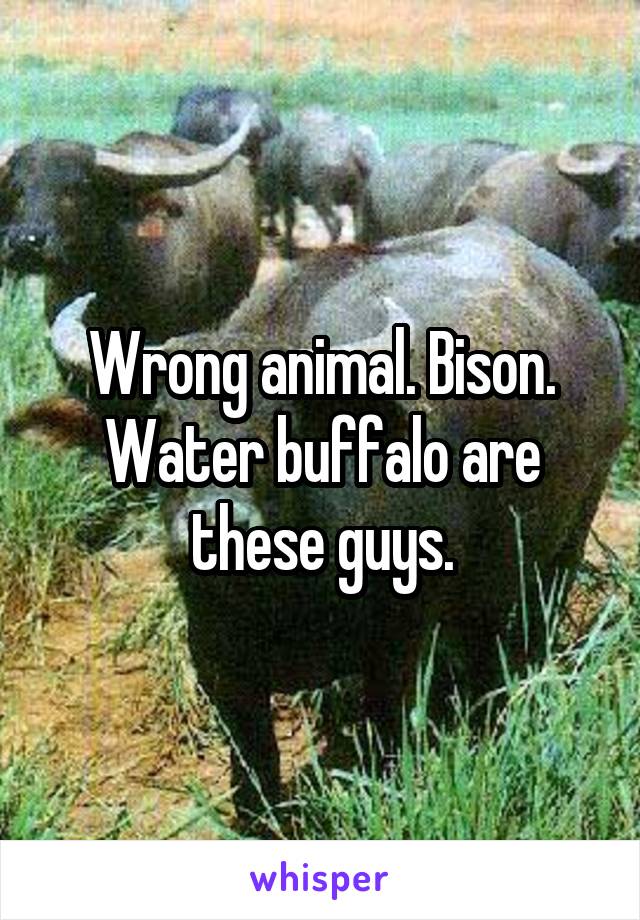 Wrong animal. Bison. Water buffalo are these guys.