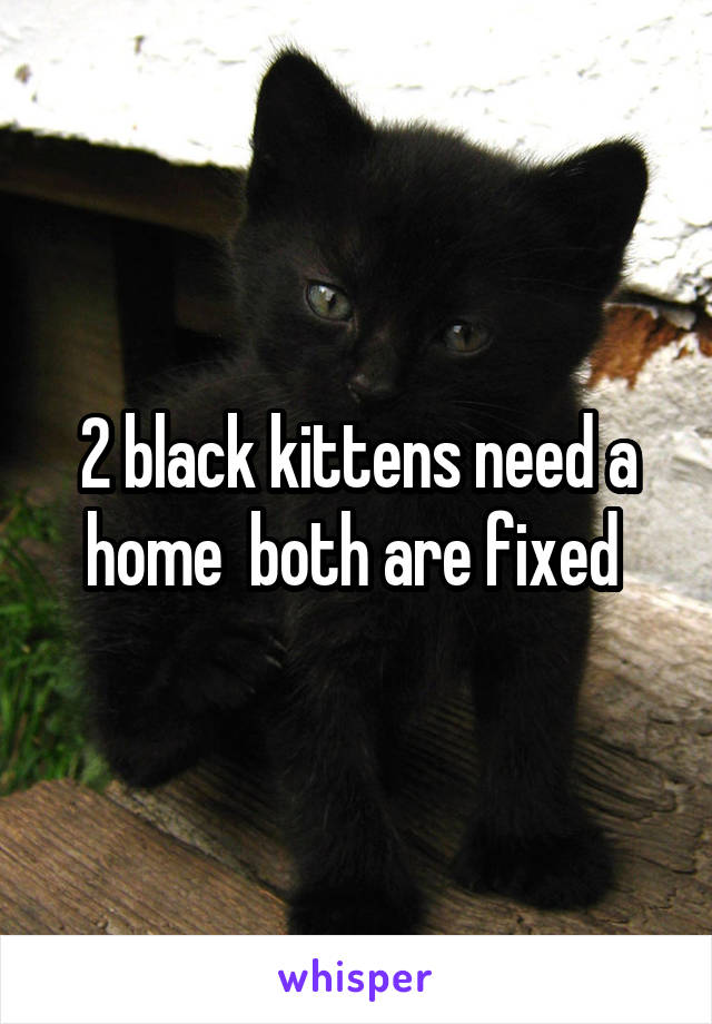 2 black kittens need a home  both are fixed 