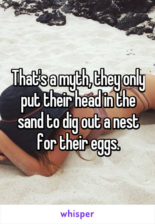 That's a myth, they only put their head in the sand to dig out a nest for their eggs.