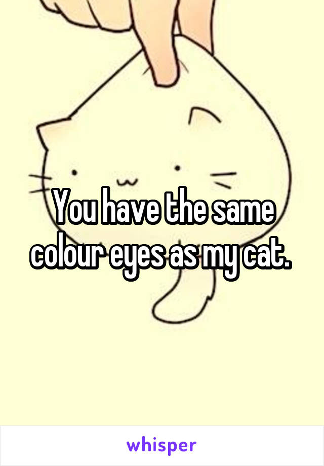 You have the same colour eyes as my cat. 