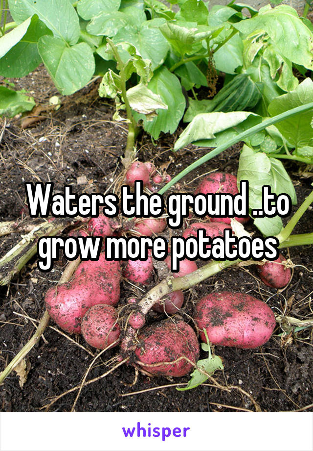 Waters the ground ..to grow more potatoes