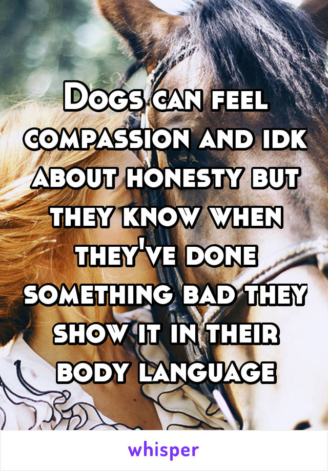Dogs can feel compassion and idk about honesty but they know when they've done something bad they show it in their body language