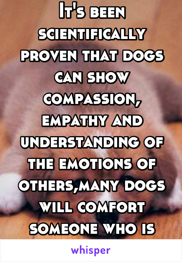It's been scientifically proven that dogs can show compassion, empathy and understanding of the emotions of others,many dogs will comfort someone who is upset 