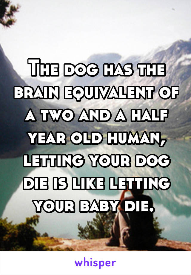 The dog has the brain equivalent of a two and a half year old human, letting your dog die is like letting your baby die. 