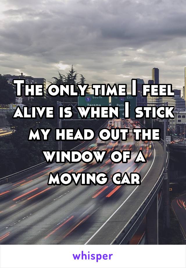 The only time I feel alive is when I stick my head out the window of a moving car