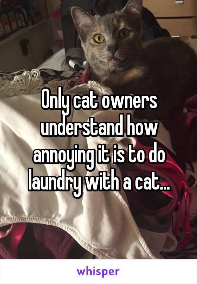 Only cat owners understand how annoying it is to do laundry with a cat...