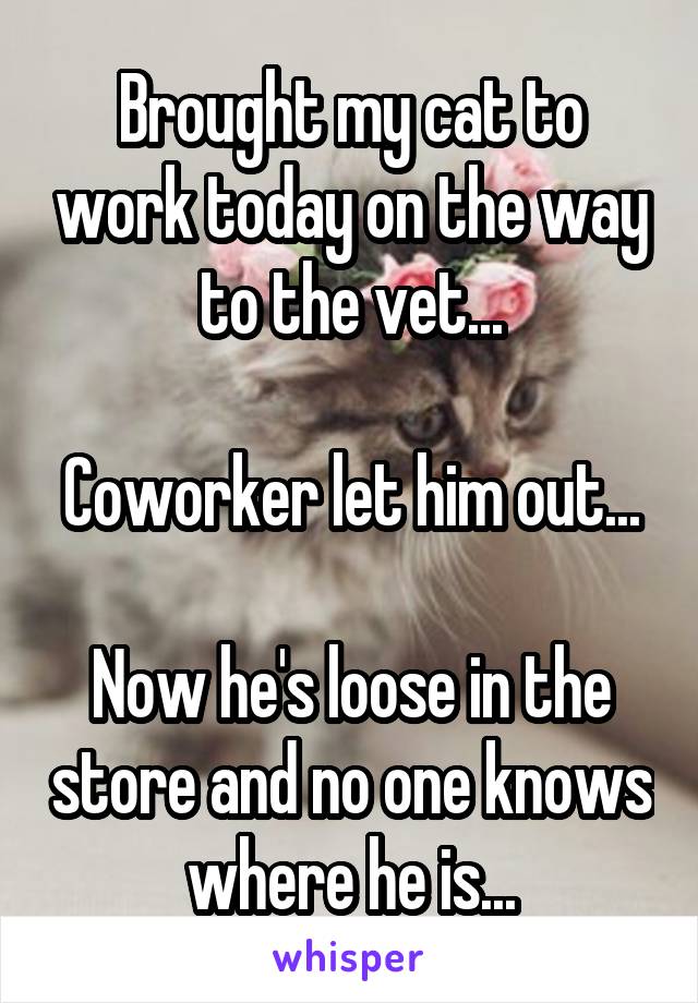 Brought my cat to work today on the way to the vet...

Coworker let him out...

Now he's loose in the store and no one knows where he is...