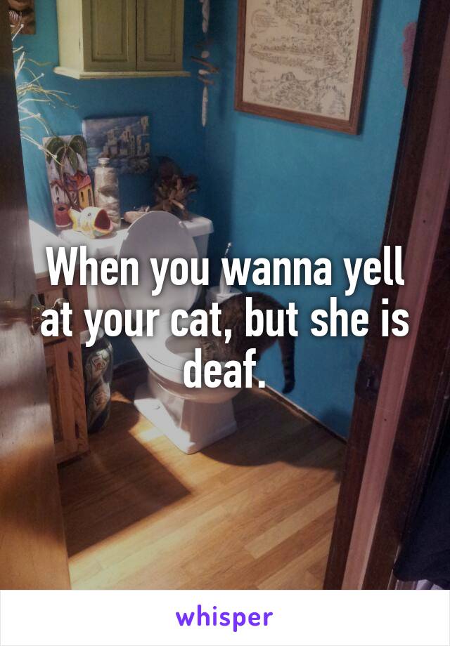 When you wanna yell at your cat, but she is deaf.