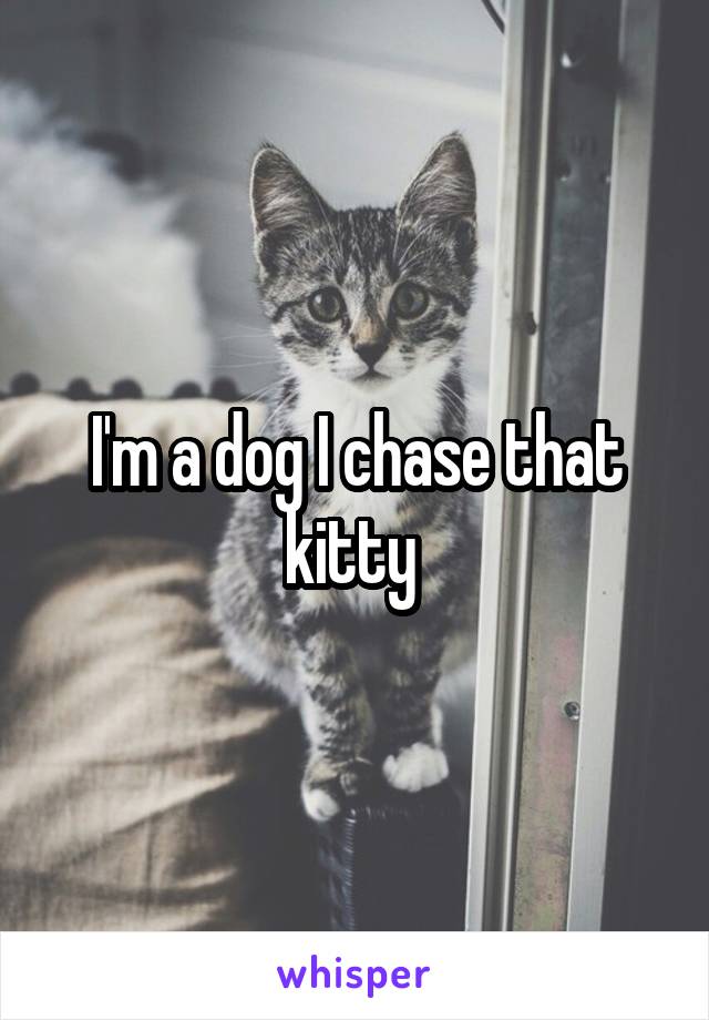 I'm a dog I chase that kitty 