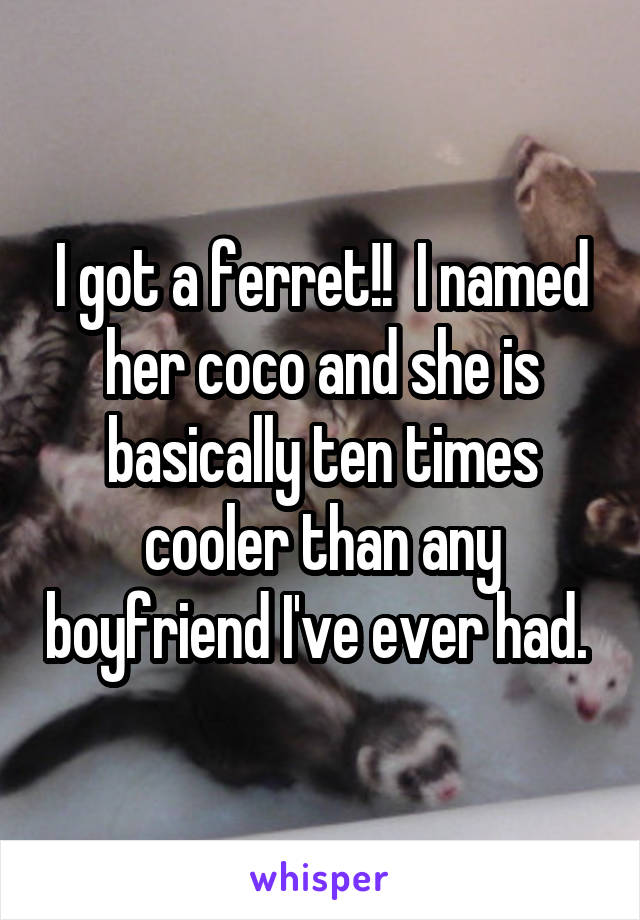 I got a ferret!!  I named her coco and she is basically ten times cooler than any boyfriend I've ever had. 