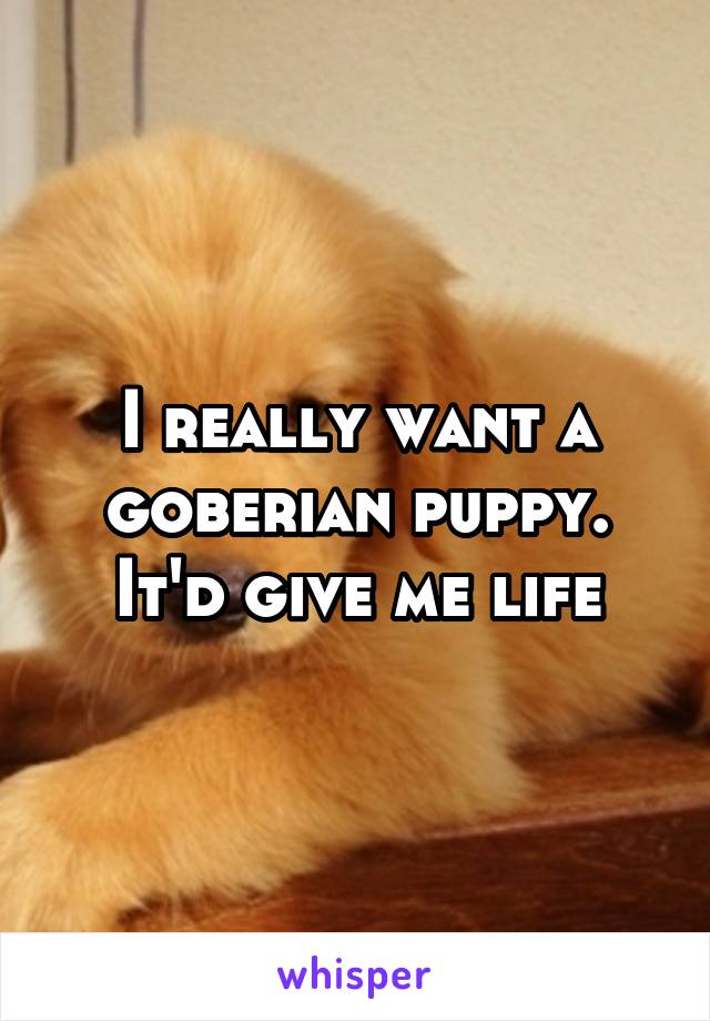 I really want a goberian puppy. It'd give me life