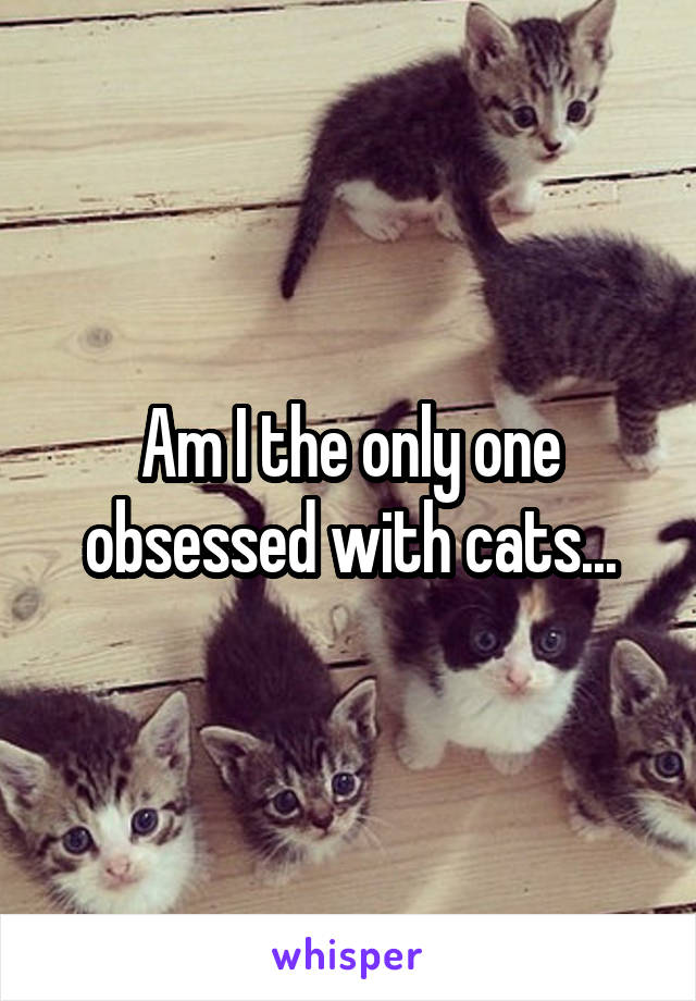 Am I the only one obsessed with cats...