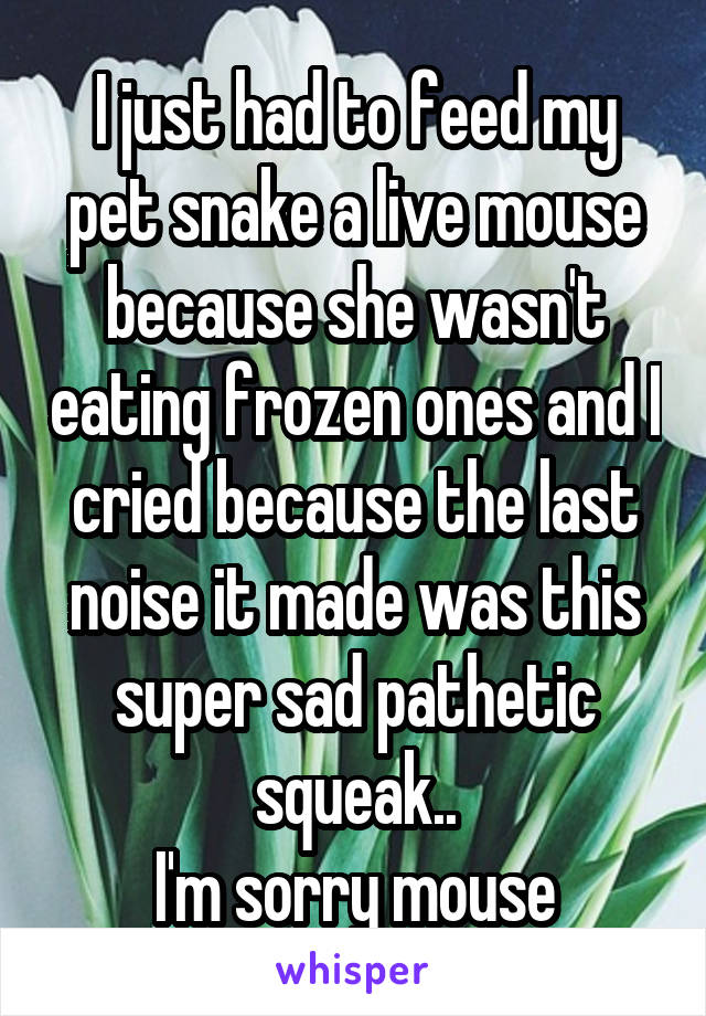 I just had to feed my pet snake a live mouse because she wasn't eating frozen ones and I cried because the last noise it made was this super sad pathetic squeak..
I'm sorry mouse