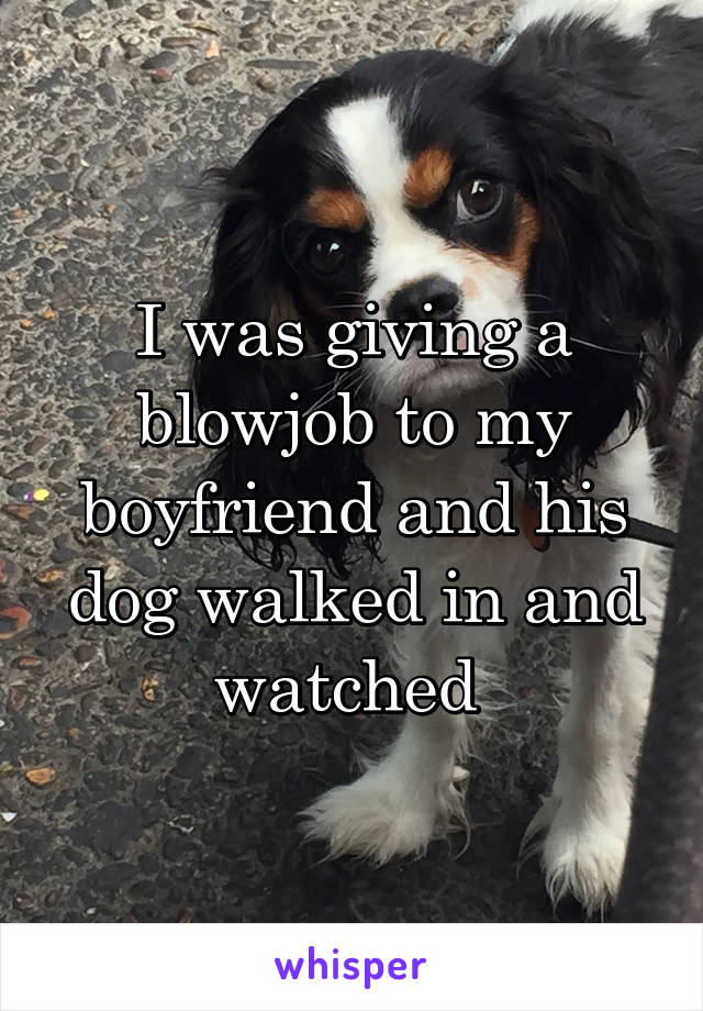 I was giving a blowjob to my boyfriend and his dog walked in and watched 