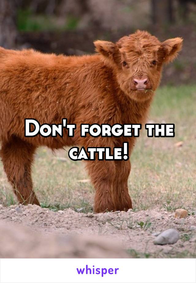 Don't forget the cattle!