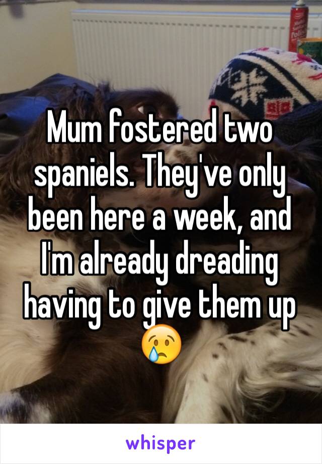 Mum fostered two spaniels. They've only been here a week, and I'm already dreading having to give them up 😢