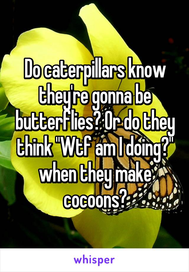 Do caterpillars know they're gonna be butterflies? Or do they think "Wtf am I doing?" when they make cocoons?