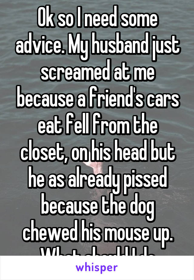 Ok so I need some advice. My husband just screamed at me because a friend's cars eat fell from the closet, on his head but he as already pissed because the dog chewed his mouse up. What should I do