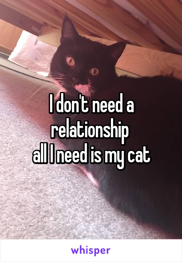 I don't need a relationship 
all I need is my cat