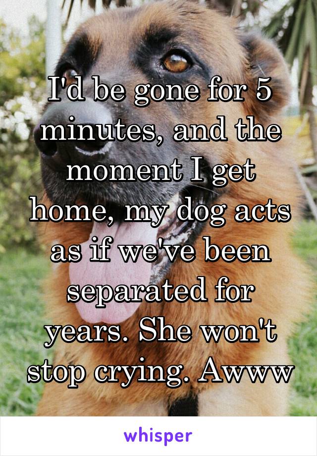 I'd be gone for 5 minutes, and the moment I get home, my dog acts as if we've been separated for years. She won't stop crying. Awww