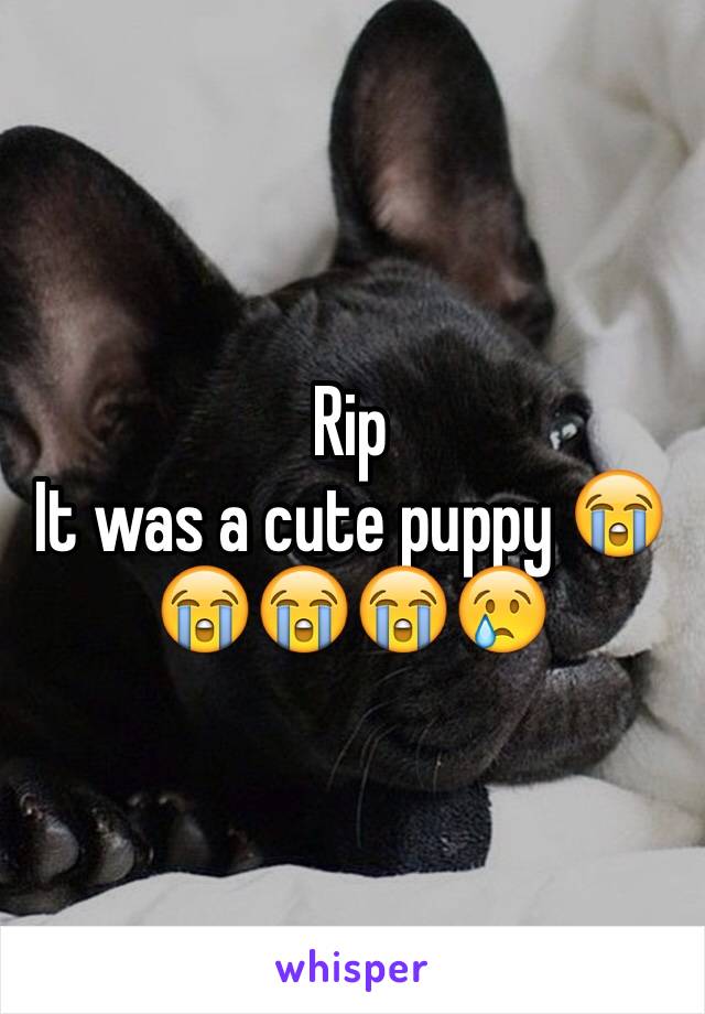 Rip 
It was a cute puppy 😭😭😭😭😢