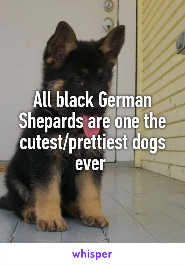 All black German Shepards are one the cutest/prettiest dogs ever 