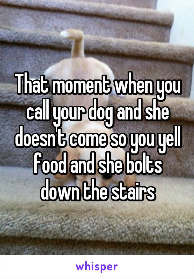 That moment when you call your dog and she doesn't come so you yell food and she bolts down the stairs