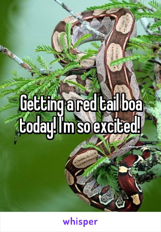 Getting a red tail boa today! I'm so excited! 