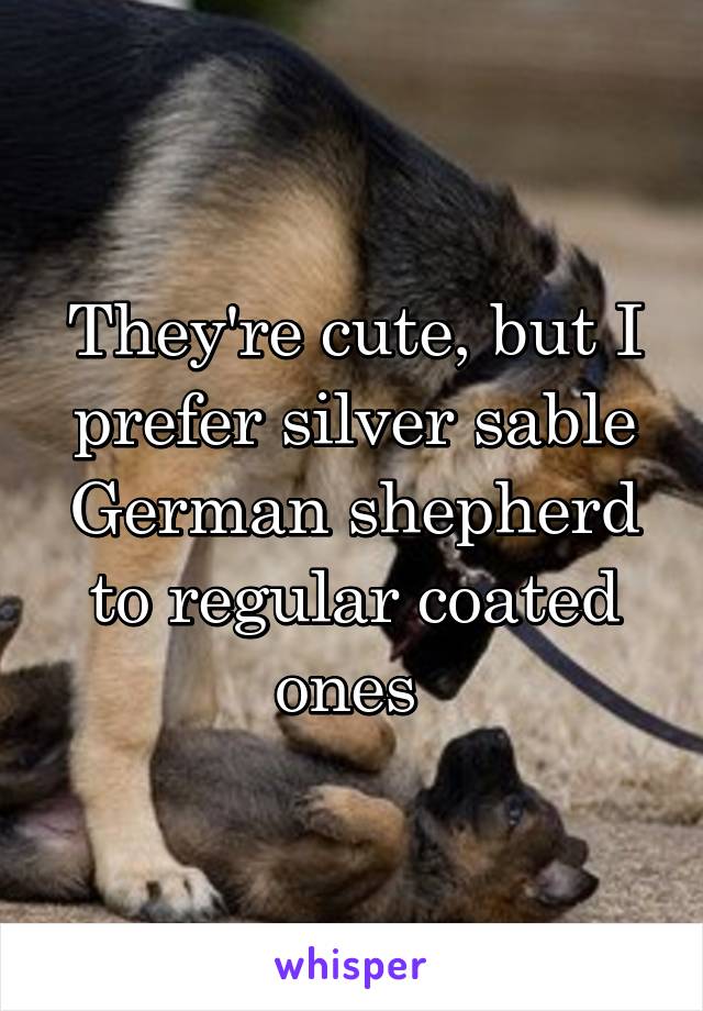 They're cute, but I prefer silver sable German shepherd to regular coated ones 