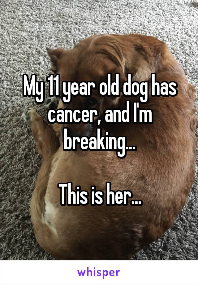 My 11 year old dog has cancer, and I'm breaking...

This is her...