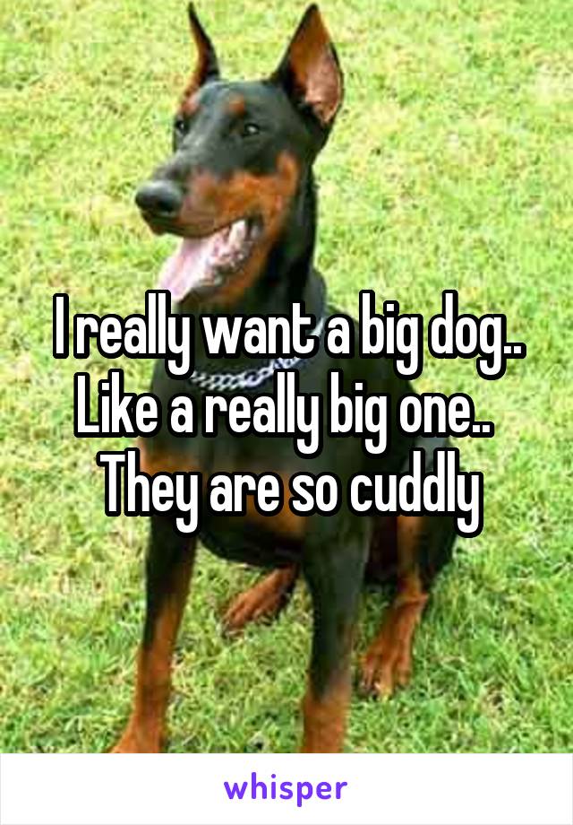 I really want a big dog.. Like a really big one.. 
They are so cuddly