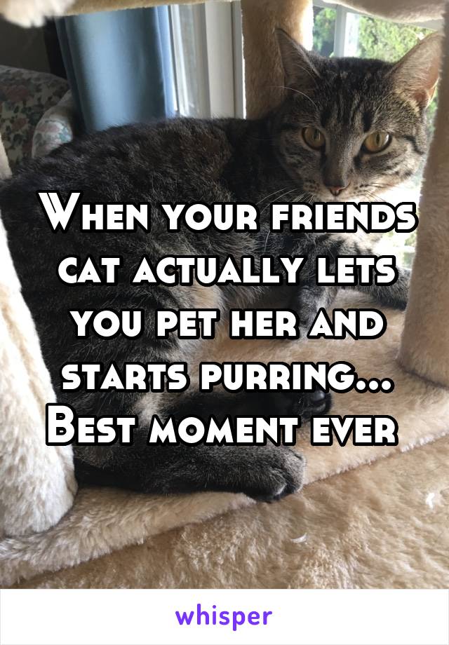 When your friends cat actually lets you pet her and starts purring... Best moment ever 