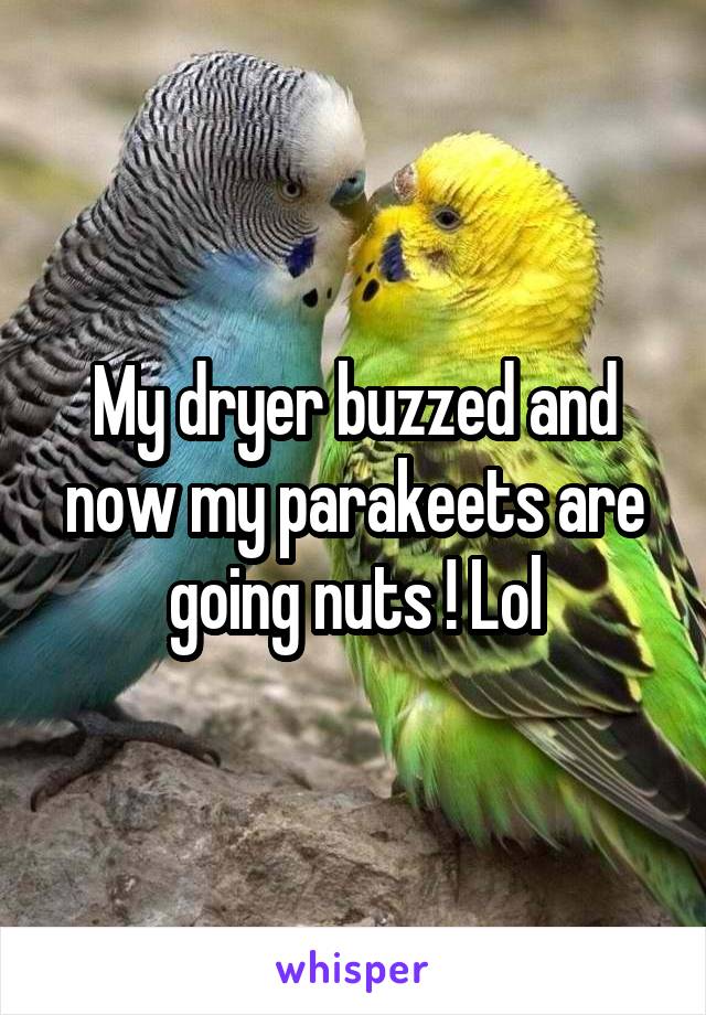 My dryer buzzed and now my parakeets are going nuts ! Lol