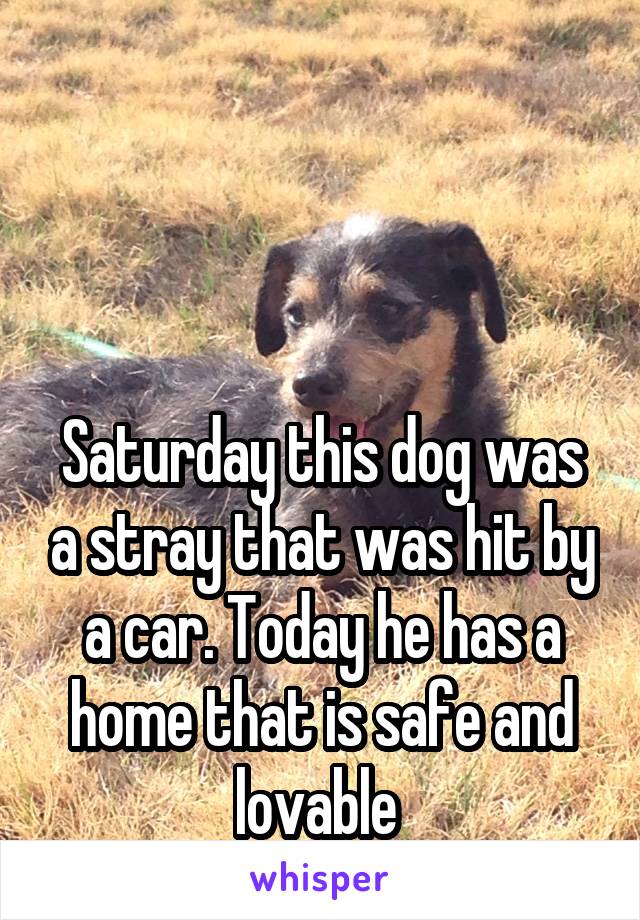 



Saturday this dog was a stray that was hit by a car. Today he has a home that is safe and lovable 