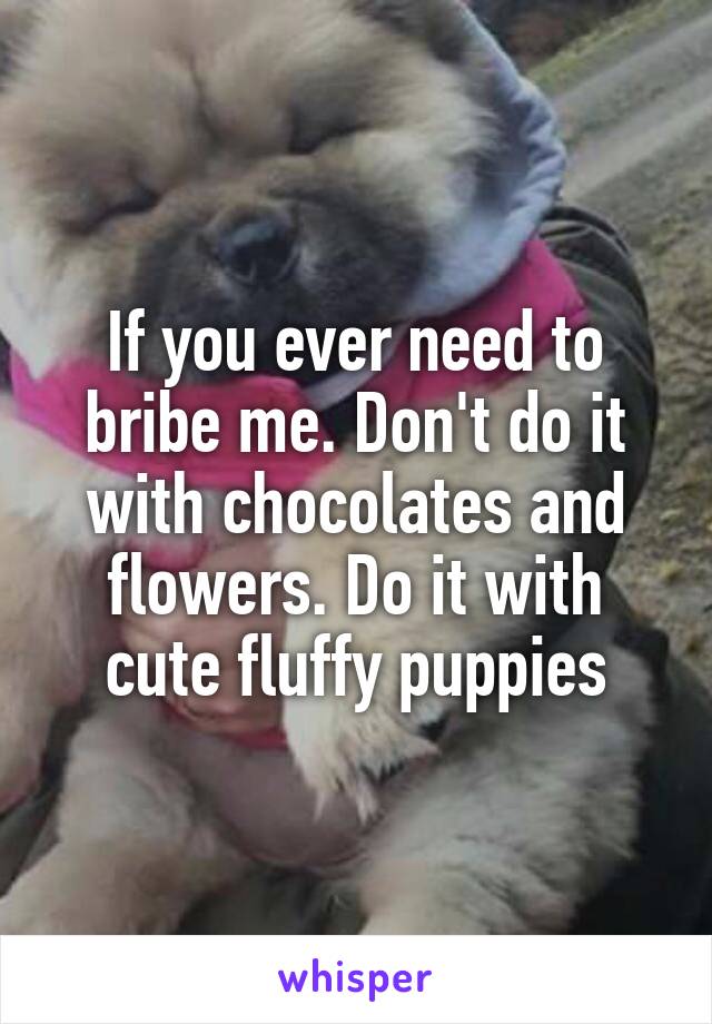 If you ever need to bribe me. Don't do it with chocolates and flowers. Do it with cute fluffy puppies