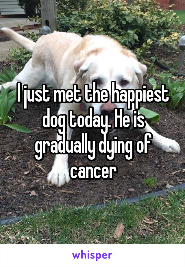 I just met the happiest dog today. He is gradually dying of cancer