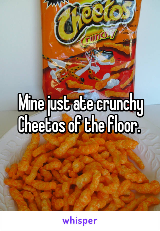 Mine just ate crunchy Cheetos of the floor. 