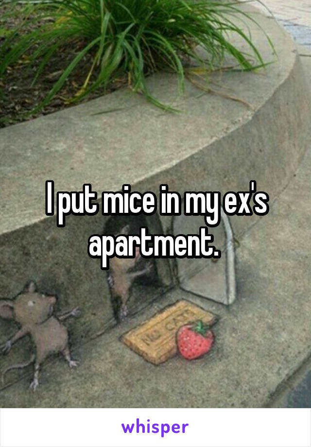 I put mice in my ex's apartment. 