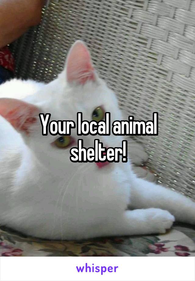 Your local animal shelter!