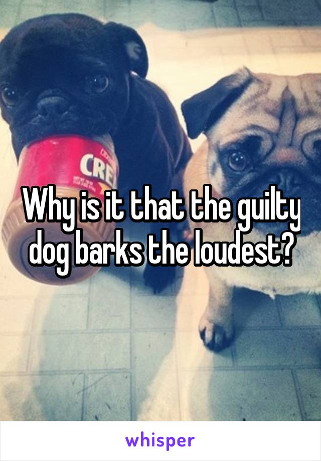 Why is it that the guilty dog barks the loudest?