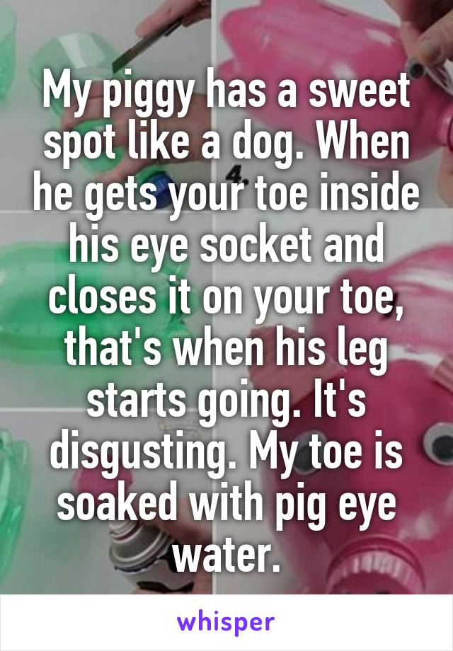 My piggy has a sweet spot like a dog. When he gets your toe inside his eye socket and closes it on your toe, that's when his leg starts going. It's disgusting. My toe is soaked with pig eye water.