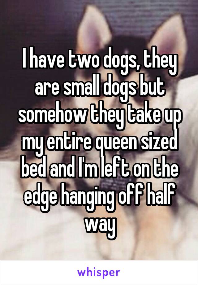 I have two dogs, they are small dogs but somehow they take up my entire queen sized bed and I'm left on the edge hanging off half way