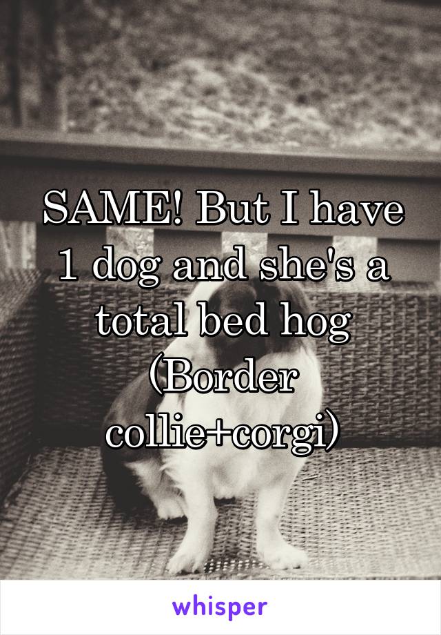 SAME! But I have 1 dog and she's a total bed hog (Border collie+corgi)