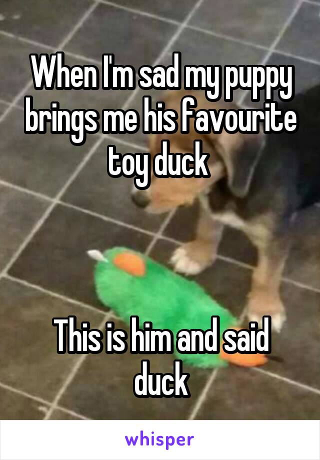 When I'm sad my puppy brings me his favourite toy duck 



This is him and said duck