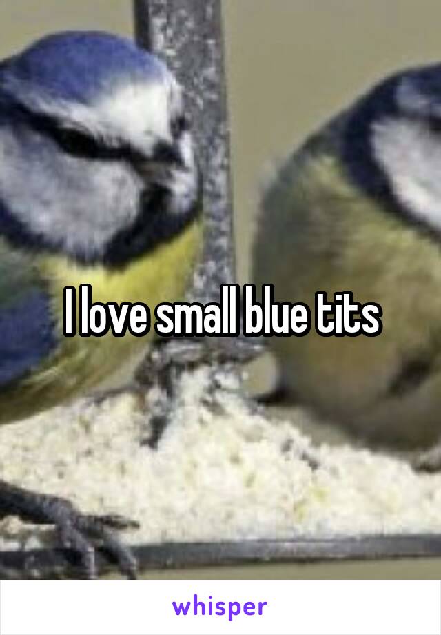 I love small blue tits