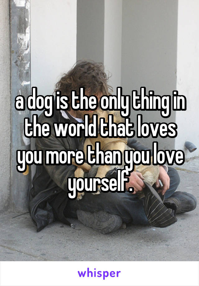 a dog is the only thing in the world that loves you more than you love yourself.