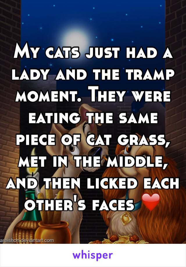 My cats just had a lady and the tramp moment. They were eating the same piece of cat grass, met in the middle, and then licked each other's faces ❤️