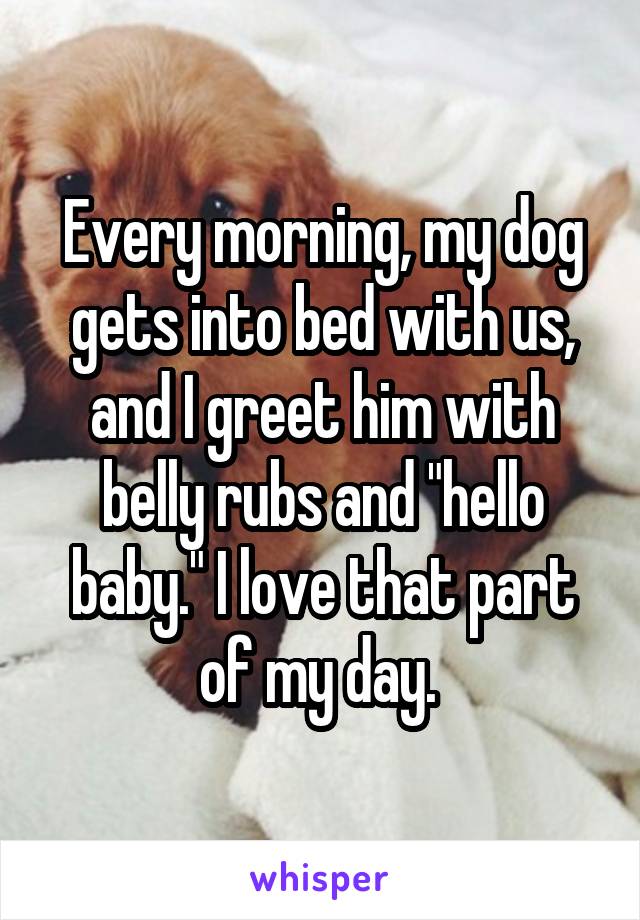 Every morning, my dog gets into bed with us, and I greet him with belly rubs and "hello baby." I love that part of my day. 