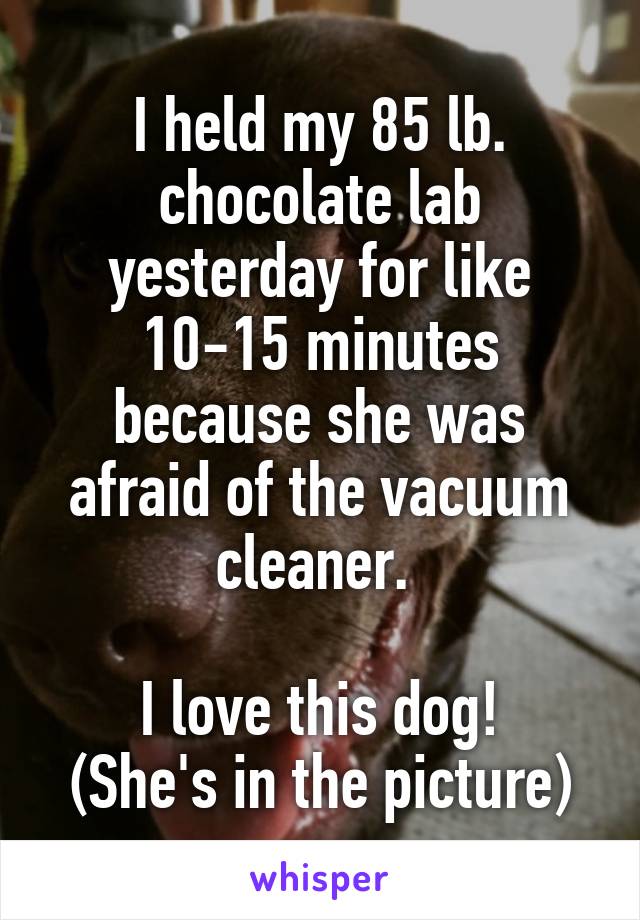 I held my 85 lb. chocolate lab yesterday for like 10-15 minutes because she was afraid of the vacuum cleaner. 

I love this dog!
(She's in the picture)